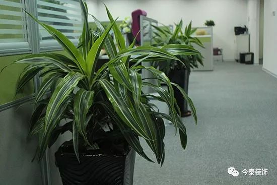 羨慕“別人家的”公司？這種逼格你的公司也有(圖2)